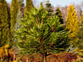 Pinus resinosa WB IMG_1978 Sosna czerwona